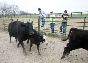 Montgomery County High School senior Nolan Walters, junior Shane Fauzey and senior George Hamilton stand back as cattle pass at the Chenault Agriculture Center. Photo by Amy Wallot, April 11 , 2013