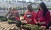 Students grow annuals, ferns, vegatables and other plants from the school's new greenhouse which opened in 2015. Photo provided by Simpson County schoolsesy of Simpson County schools