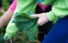Kara Adams, a 6th-grader at Rowan County Middle School, picks kale in one of the schools' garden beds. Photo by Bobby Ellis, May 18, 2016