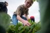 Game Kidd picks spinach from the raised garden beds at Rowan County Middle School. Photo by Bobby Ellis, May 18, 2016