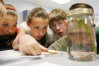 Sixth-grade students Morgan Cooper, Maggie Taylor and Jordan Smith look at a jar of plants, fish and snails as they study eco systems during Tina Lasure's class at the  Lloyd B. McGuffey Sixth Grade Center (Lincoln)  May 9, 2008.
Photo by Amy Wallot