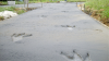 Dinosaur tracks embedded in concrete allowed additional evidence for student debate. Photo submitted by Brian McDowell