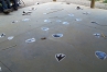 Mason County Middle School teacher Brian McDowell used life-size paper tracks to simulate a dinosaur trackway allowing students to practice creating and debating claims based on evidence. Photo submitted by Brian McDowell