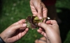 Cynthia Domenghini, instructor and online Horticultural Therapy program coordinator at Kansas State University, shows off the inside of a pitcher plant while giving a lesson on plant-based science projects for teachers at an outdoor learning workshop at Kit Carson Elementary. Photo by Bobby Ellis, June 15, 2017