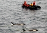In what's called Iceberg Alley, Sam Northern got to see killer whales on Christmas Eve. "I could not have asked for a better Christmas present," he said. Submitted photo provided by Sam Northern.
