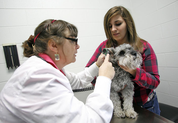 Lafayette High School (Fayette County) senior Camila Modica holds Brody while Dr. Lynne McMaine examines his ears at Locust Trace Veterinary Clinic. The full-service clinic, staffed by experienced veterinarians and technicians, provides Locust Trace AgriScience Farm students an opportunity to observe and assist. Photo by Amy Wallot, Sept. 28, 2011