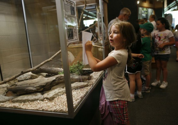 Cailin Kernan fills out a worksheet about the black rat snake at the Salato Wildlife Education Center. Photo by Amy Wallot, May 11, 2012