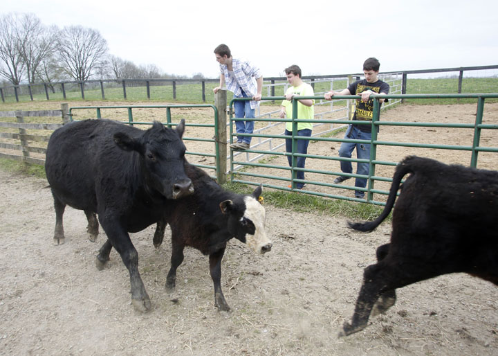 Montgomery County High School senior Nolan Walters, junior Shane Fauzey and senior George Hamilton stand back as cattle pass at the Chenault Agriculture Center. Photo by Amy Wallot, April 11 , 2013