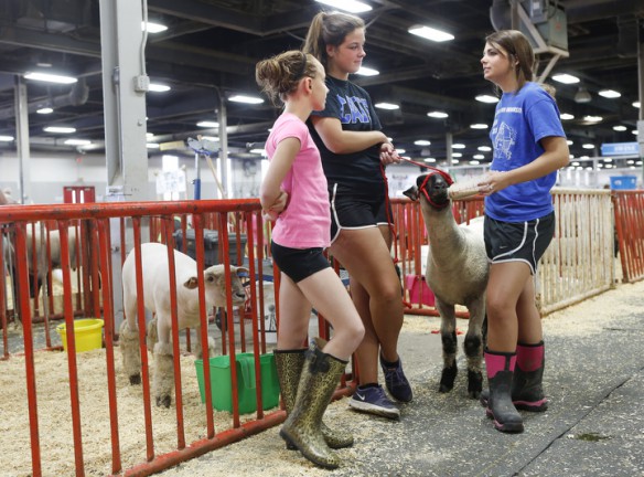 Spencer County Middle School 7th-grade student Sydney Warren, Murray State University sophomore Emily Hume and Spencer County High School senior school FFA President Darilyn Browning feed a lamb a shake before showing. Photo by Amy Wallot, Aug. 20, 2013
