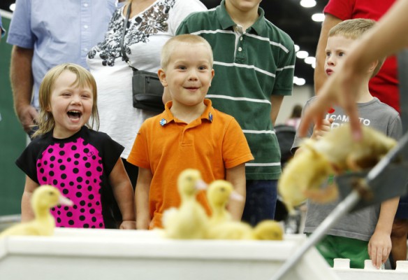 Laylah Buchheit, 2, laughs as she watches the ducklings. Photo by Amy Wallot, Aug. 14, 2014