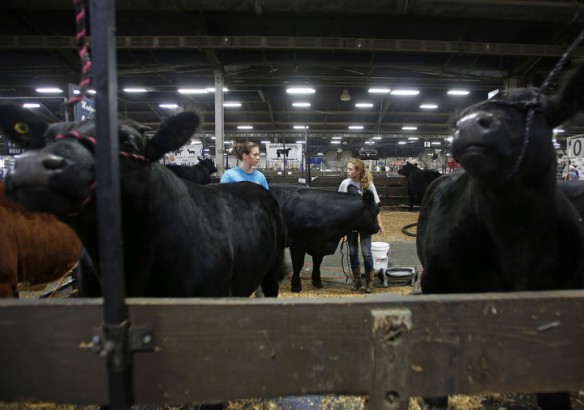 Montgomery County High School junior Molly Arnett and McNabb Middle School 7th-grade student Caylyn Ingram prepare to show cattle at the Kentucky State Fair.