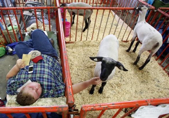 Breckenridge County High School freshman Isaak Jeffries rests and pets Blue before showing sheep with his sister at the Kentucky State Fair. Isaak is a member of the FFA. Photo by Amy Wallot, Aug. 14, 2014