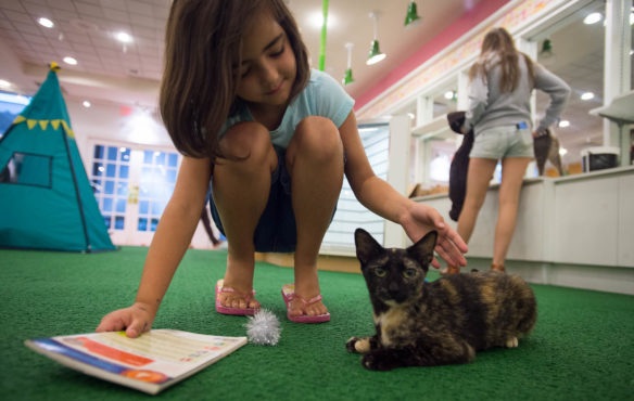 Ava Johnson pets a cat as she sits down to read to it during the "Reading to Cats" program at the Kyova Mall in Ashland, Kentucky. Photo by Bobby Ellis, July 12, 2016