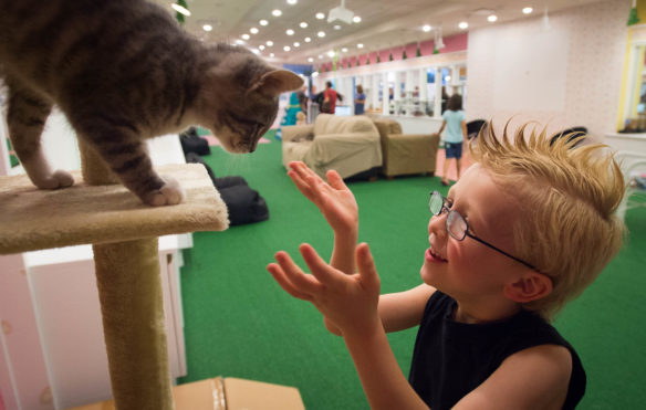 Gage Sizemore attempts to lure a kitten into his arms as he plays with it during a "Reading to Cats" program at the Kyova Mall. Photo by Bobby Ellis, July 12, 2016