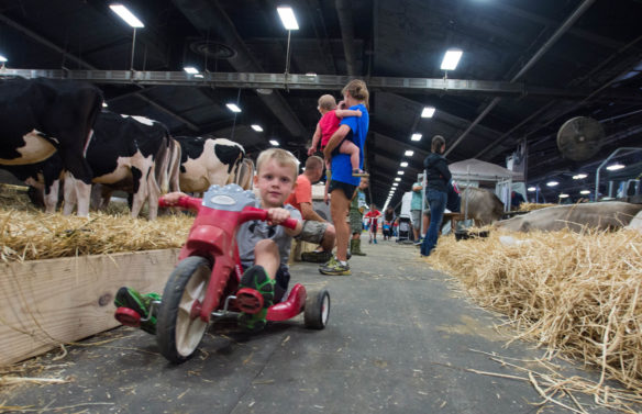 Luke Buckley rides his big wheel in between two rows of cows during the first day of the Kentucky State Fair in Louisville. Photo by Bobby Ellis, Aug. 18, 2016.