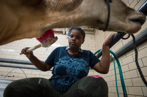 Kaylee Blackburn, of Oldham County, brushes off Wendy the cow after giving her a bath before the start of the cattle show. Photo by Bobby Ellis, Aug. 18, 2016