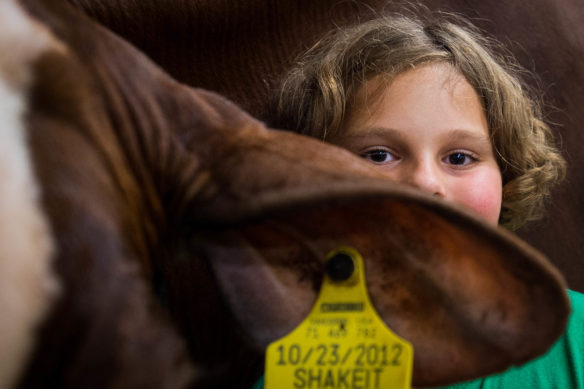 Ayla Janney peeks over the top of her cow Shake it For Me while giving her a bath before the start of the dairy cattle show. Photo by Bobby Ellis, Aug. 18, 2016