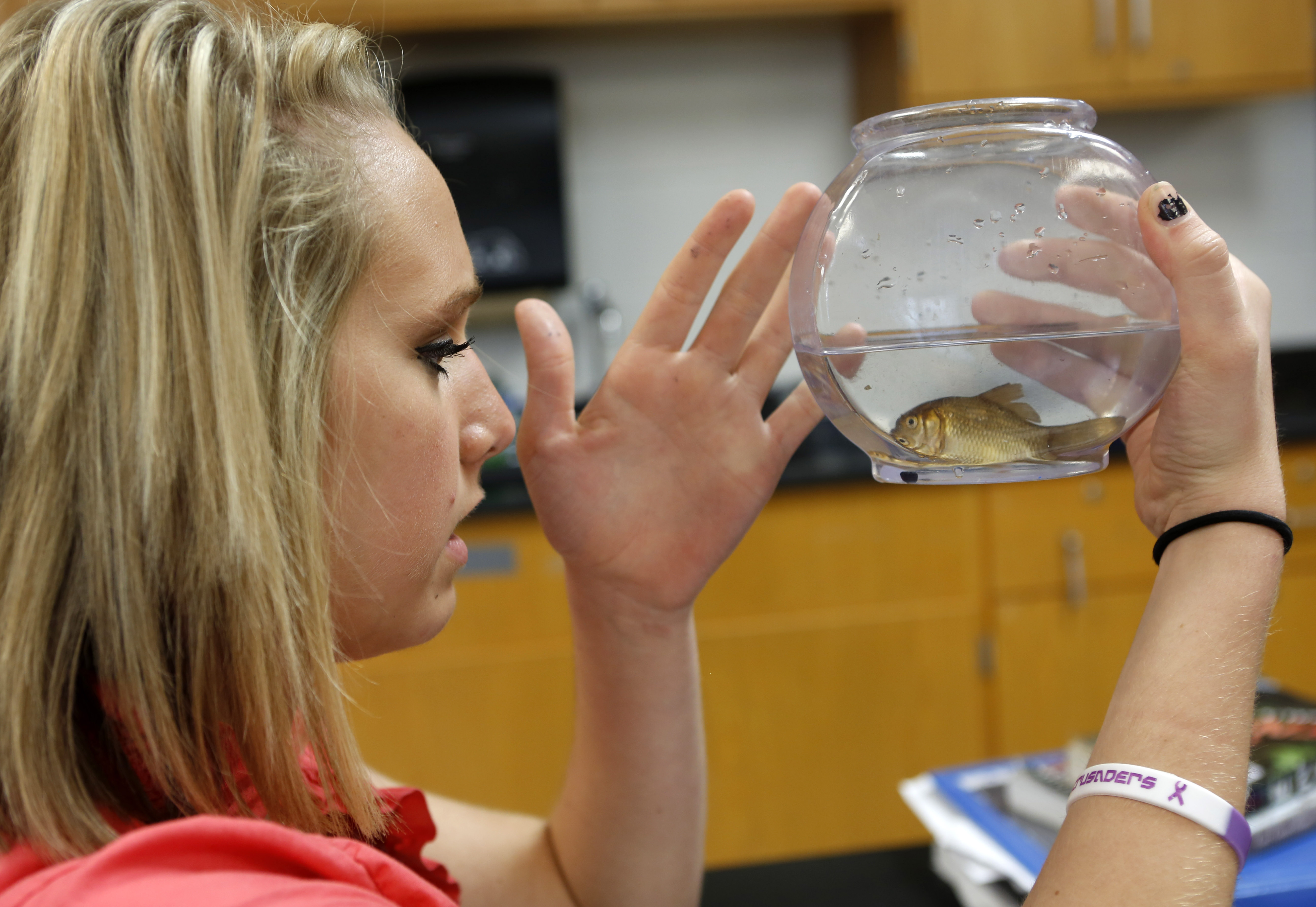 Sophomore Amanda Nelson examines her fish during an experiment learning about how body systems interact with each other during Tricia Shelton's anatomy class at Boone County High School. The new Kentucky Science Assessment System will will use three components to measure students' understanding of science. Photo by Amy Wallot, Sept. 17, 2014