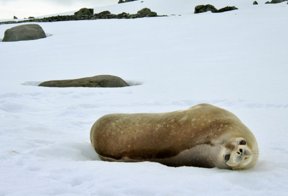 On Sam Northern's first day in Antarctica, he explored Half Moon Island, one of the South Shetland Islands just north of the Antarctic Peninsula. On the island, Northern encountered Weddell seals and chinstrap penguins. Submitted photo by Sam Northern