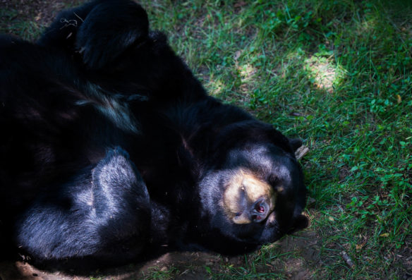 A black bear takes a nap in his enclosure at the Salato Wildlife Center. Photo by Bobby Ellis, April 14, 2017