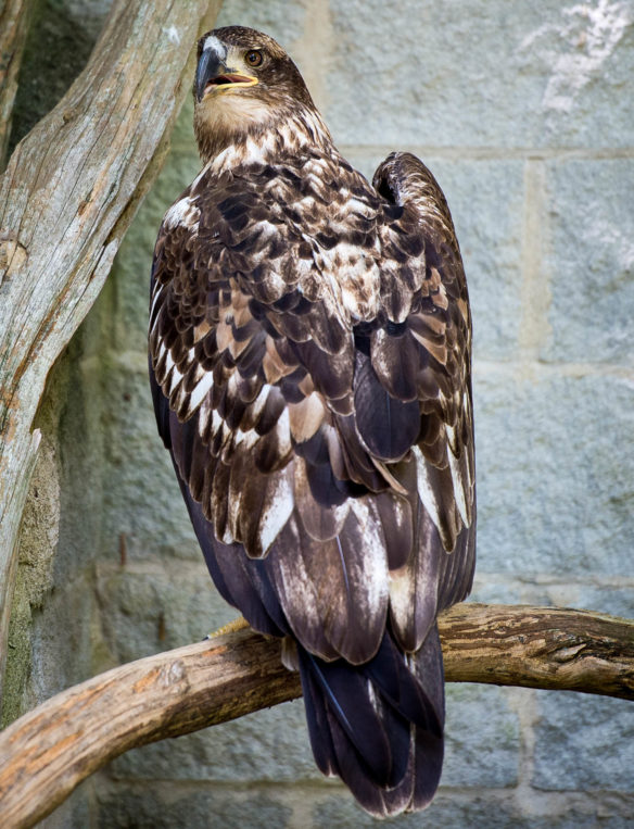 A young bald eagle watches as visitors pass by its enclosure at Salato Wildlife Center. Bald eagles don't develop their distinctive white head and tail feathers until they reach a mature age. Photo by Bobby Ellis, April 14, 2017