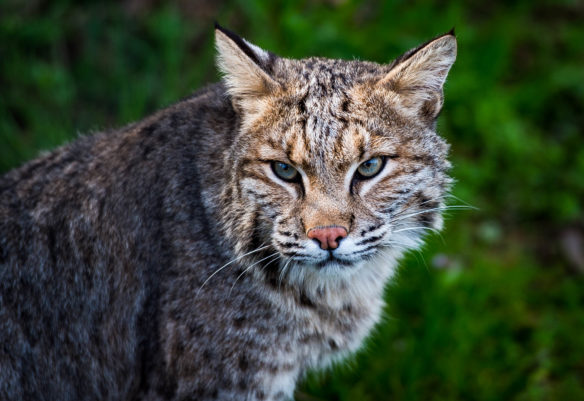 A male bobcat watches as visitors walk by its enclosure at the Salato Wildlife Center. Salato houses two bobcats, a male and female. Photo by Bobby Ellis, April 14, 2017