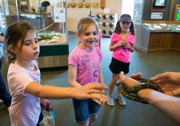 Katie Moore, left, Aubrey Day and Addison Moore, 4th-graders at Western Elementary (Scott County) pet a snake during a field trip to the Salato Wildlife Center in Frankfort. Along with petting snakes, students can interact with animals pelts, view a honeybee hive and observe larger animals such as a black bear, bobcats and elk. Photo by Bobby Ellis, April 14, 2017