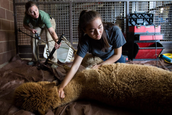 Shantell Sturgill, right, holds down her alpaca, Billy Mae, while Alvina Maynard ties him up in preparation to be sheared. Photo by Bobby Ellis, March 30, 2017