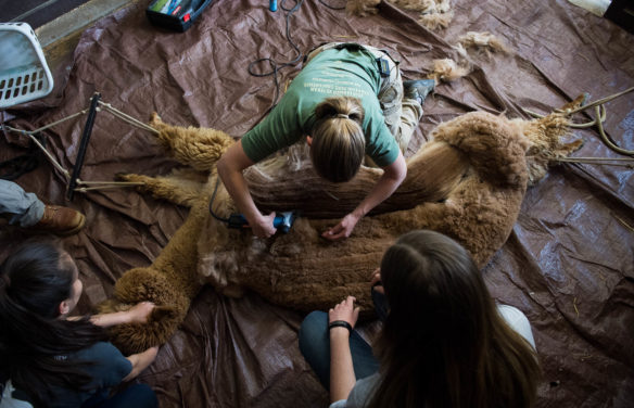 Alvina Maynard shears Billy Mae with the help of Shantel Sturgill, left, and Kylie Power. Photo by Bobby Ellis, March 30, 2017