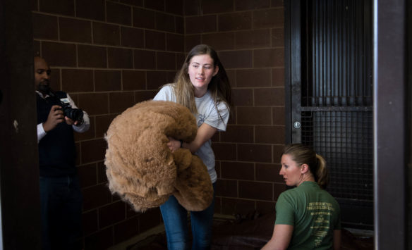 Kiley Power carries a blanket of alpaca fiber after it is harvested. Photo by Bobby Ellis, March 30, 2017