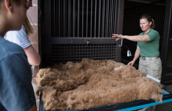 Alvina Maynard describes how to handle a freshly harvested blanket of alpaca fiber. Photo by Bobby Ellis, March 30, 2017