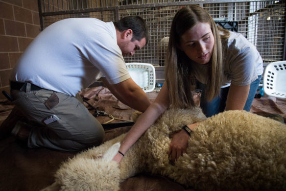 Kiley Power holds down her alpaca, Henri, with the help of Billy Aldridge in preparation to harvest the fiber. Photo by Bobby Ellis, March 30, 2017