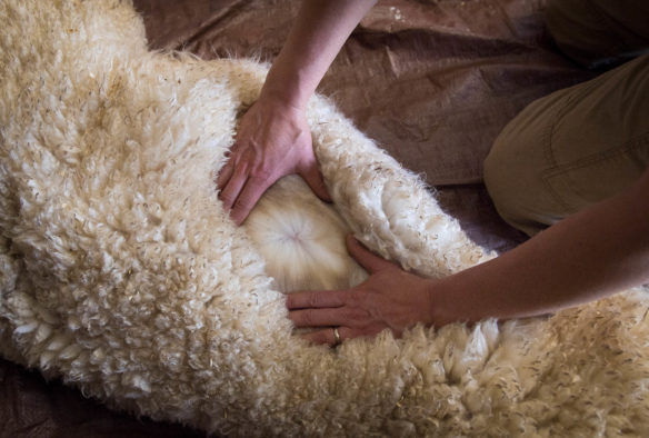 Alvina Maynard spreads Henri's wool to show the quality of the fiber before shearing it. Photo by Bobby Ellis, March 30, 2017