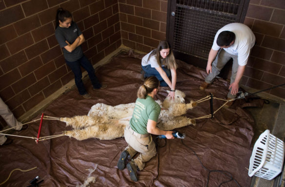 Shantel Sturgill, left, watches as Alvina Maynard, Kylie Power and Billy Aldridge shear Power's alpaca, Henri. Photo by Bobby Ellis, March 30, 2017