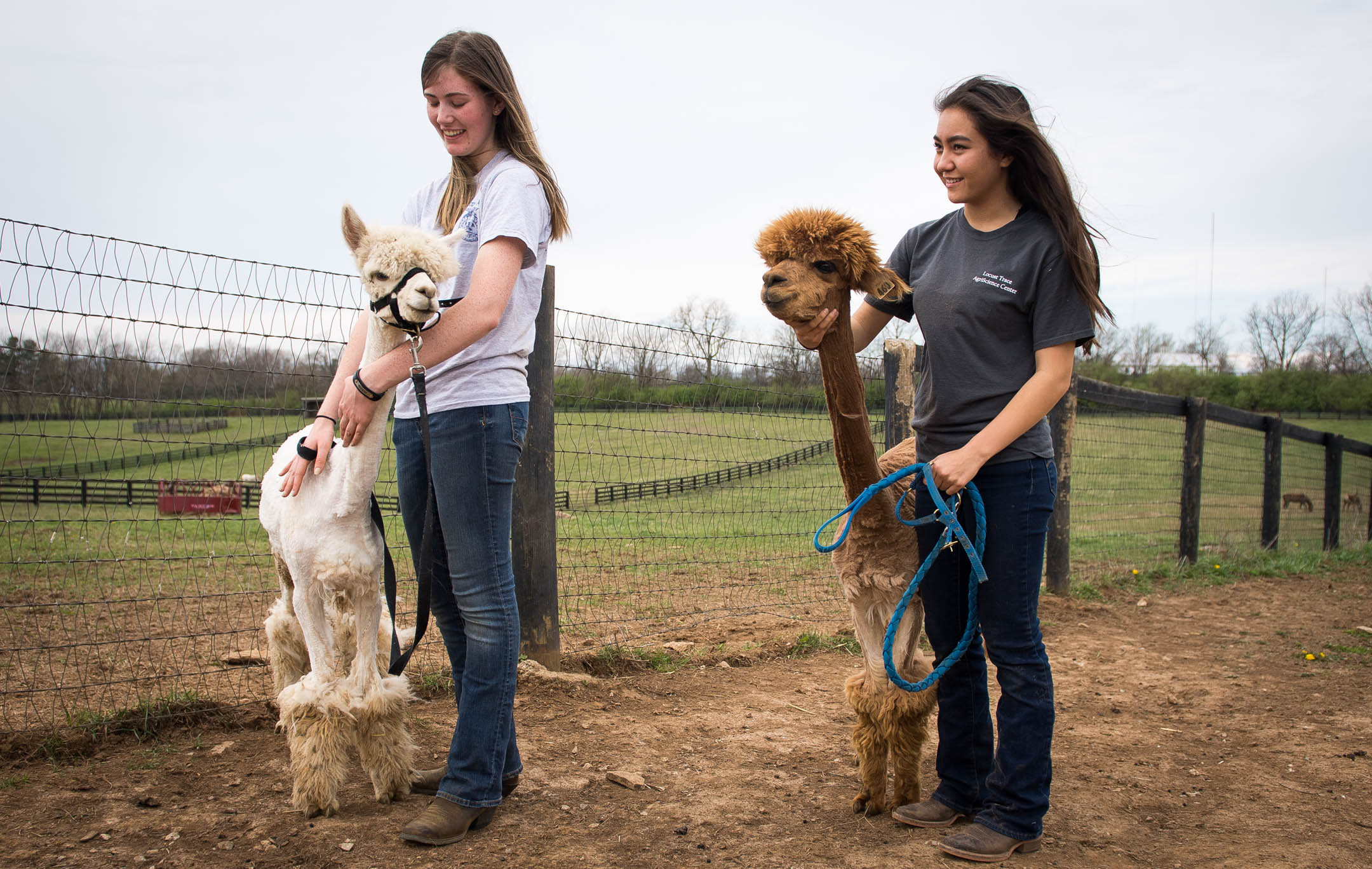Kiley Power, left, and Shantel Sturgill with their recently sheared alpacas, Henri and Billy Mae. Photo by Bobby Ellis, March 30, 2017