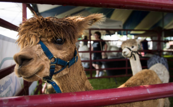 Billy Mae and Henry on display at the Kentucky Sheep and Fiber Festival. Photo by Bobby Ellis, May 20, 2017