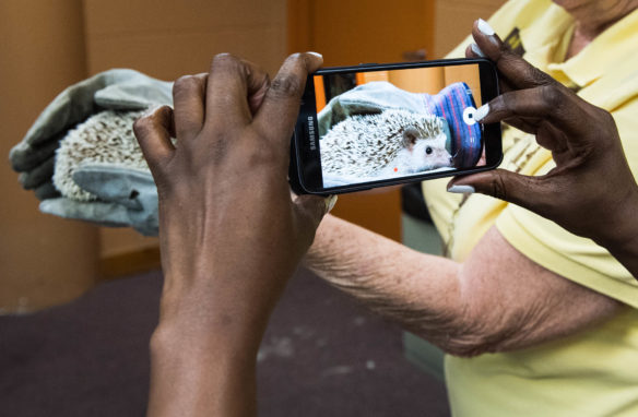 Christine Masolo, of King Elementary School (Jefferson County) takes a picture of a hedgehog during the Louisville Zoo in 3D event. Photo by Bobby Ellis, June 13, 2017
