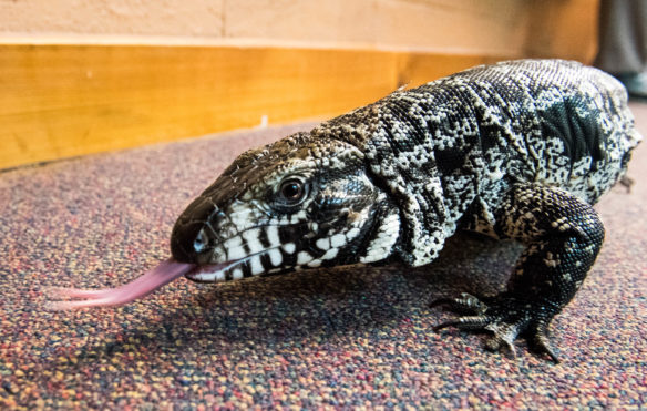 An Argentine black and white tegu walks across the floor of the greeting room that teachers arrived in during the Louisville Zoo in 3D event. Photo by Bobby Ellis, June 13, 2017