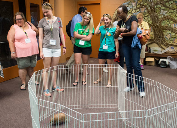 A group of teachers are greeted by an armadillo during the Louisville Zoo in 3D event. The event focused on introducing teachers to the idea of using the zoo and its resources for more than just field trips. Photo by Bobby Ellis, June 13, 2017