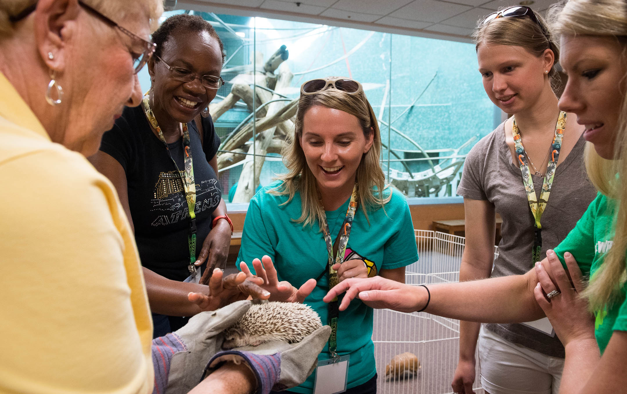 Whitney Dotson, a 4th-grade teacher at Conkwright Elementary School (Clark County), pets a hedgehog during the Louisville Zoo in 3D. Teachers from around the state toured behind the scenes at the Louisville Zoo and sat in on lectures from Commissioner Stephen Pruitt and Dr. Terri Roth, the director of Cincinnati Zoo's CREW. Photo by Bobby Ellis, June 13, 2017