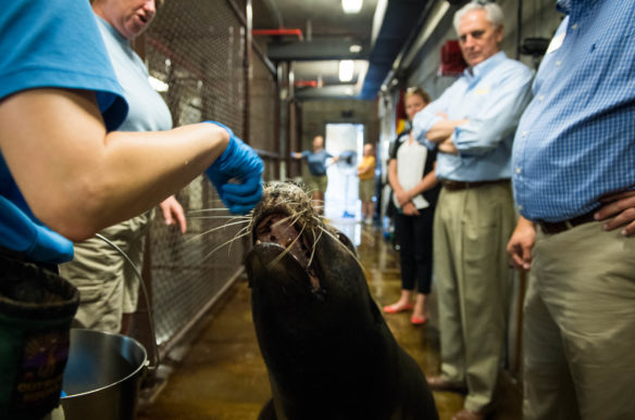A sea lion receives at the Louisville Zoo receives a treat during a behind the scenes tour. Photo by Bobby Ellis, June 13, 2017