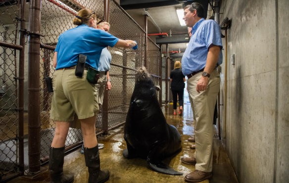 Commissioner Stephen Pruitt stands next to a sea lion during a behind the scenes tour of the Louisville Zoo. Photo by Bobby Ellis, June 13, 2017