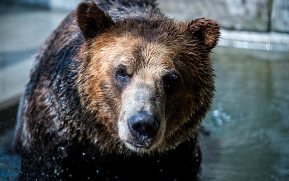 A grizzly bear swims in a pool of water in its enclosure behind the scenes at the Louisville Zoo. Photo by Bobby Ellis, June 13, 2017