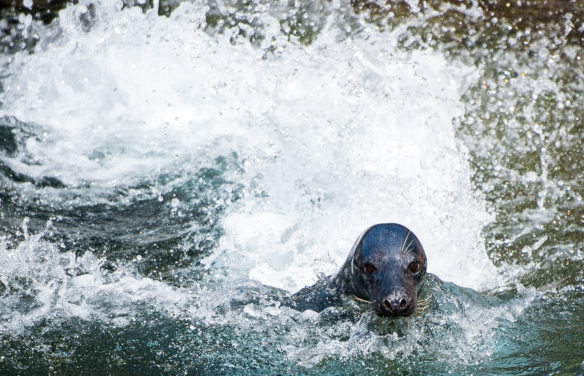 A sea lion swims through the water during the sea lion show at the Louisville Zoo. Photo by Bobby Ellis, June 13, 2017