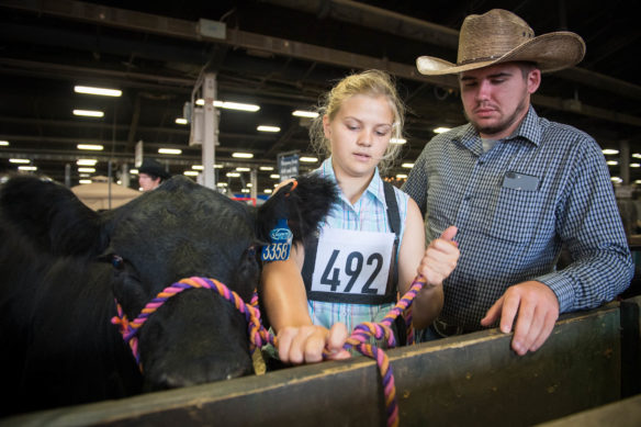 Laura Rose, a student at Montgomery County High School, shows off her knot tying skills to Taylor George as she ties up her cow after a show. Photo by Bobby Ellis, Aug. 24, 2017