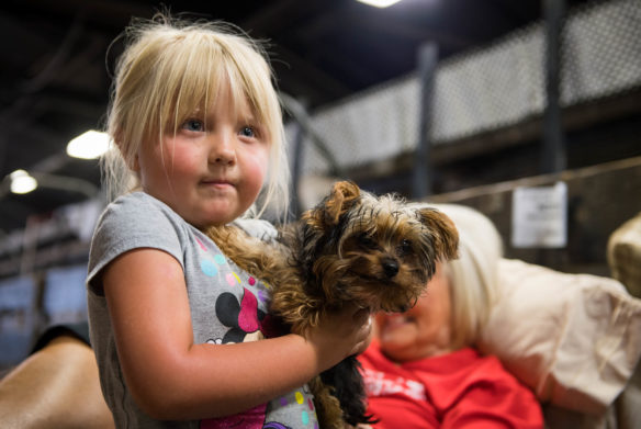 Caroline Falknar, of Powell County, holds her puppy Riley as she plays in the cow barn at the Kentucky State Fair. Photo by Bobby Ellis, Aug. 24, 2017