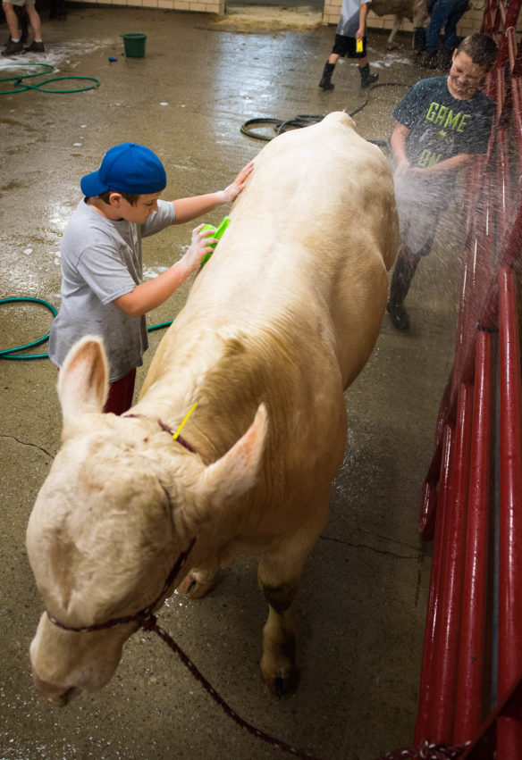 Kenyian Fugate, left, and Bradley Nickel wash Super Bull in the cow bathing area at the Kentucky State Fair. Photo by Bobby Ellis, Aug. 24, 2017