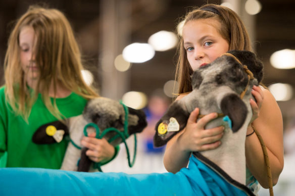Lizzie Turner, a student at New Castle Elementary (Henry County), practices with her sheep before a show at the Kentucky State Fair. Photo by Bobby Ellis, Aug. 24, 2017
