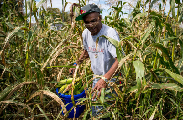 James "Knobby" Pitman carries a bucket of sweet corn out of the field after picking ears off the stalk. The Kentucky School for the Deaf invited community members to come to the school to pay for ears of corn to take home. Photo by Bobby Ellis, Oct. 6, 2017