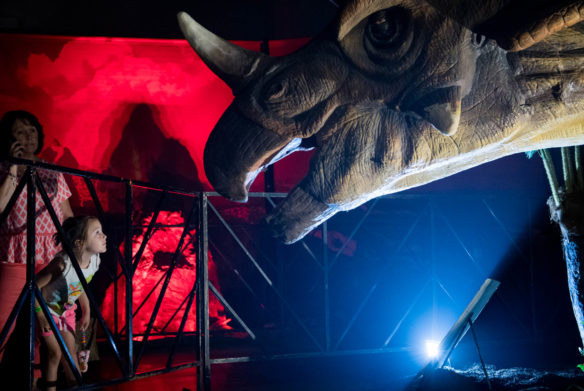 Marlie Conley, of Georgetown, pokes her head through a barricade to get a better look at a Triceratops at Jurassic Quest. Photo by Bobby Ellis, July 6, 2018